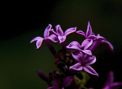 丁香花