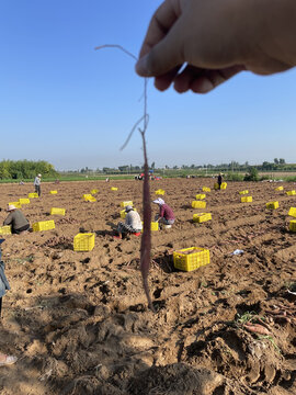 陕西大荔沙地板栗红薯地头直采