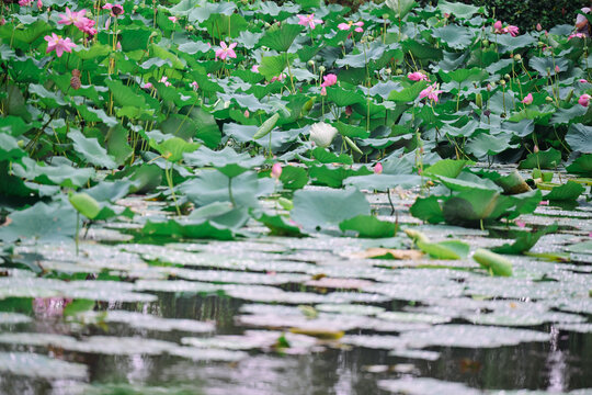 荷花池