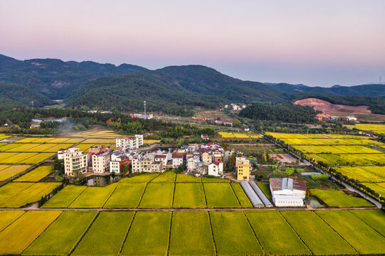 义乌廿三里金色稻田乡村秋色