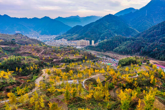 磐安白云山景区秋天银杏林