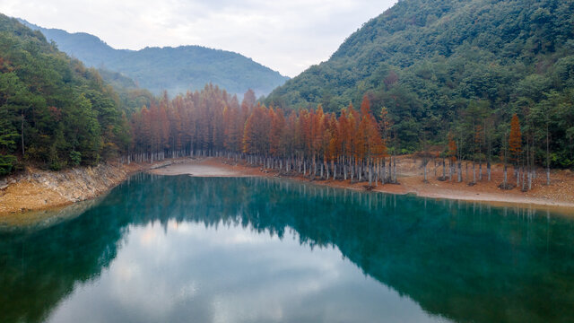 义乌朝阳水库水杉林秋色风光