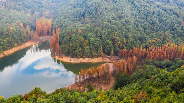 义乌绿水青山红杉林秋色风光