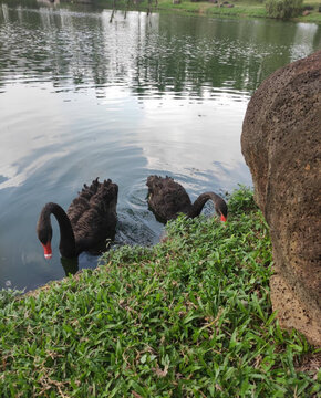 湖中的两只喝水吃草的黑天鹅