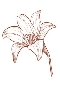 百合線描手繪