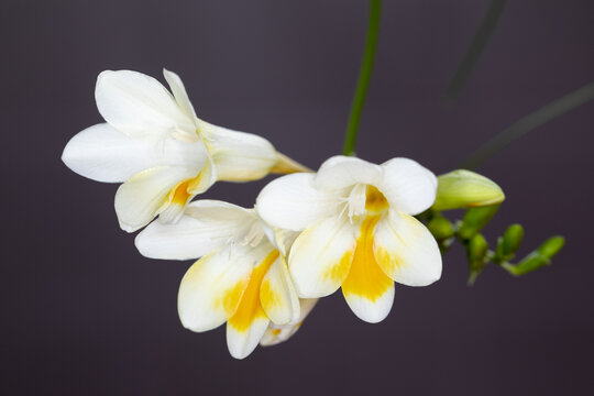 白色香雪兰花