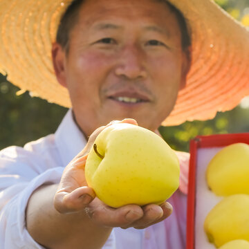 黄金帅苹果