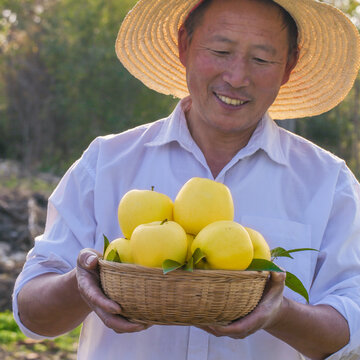 黄金帅苹果