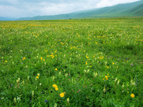 独库那拉提草原溪流