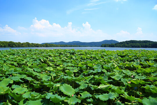 西湖山水