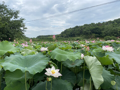 荷花开了