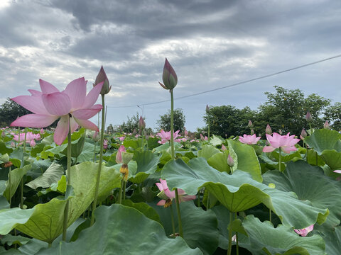 荷花