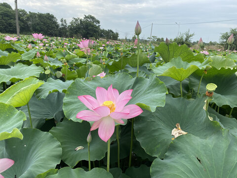 荷花