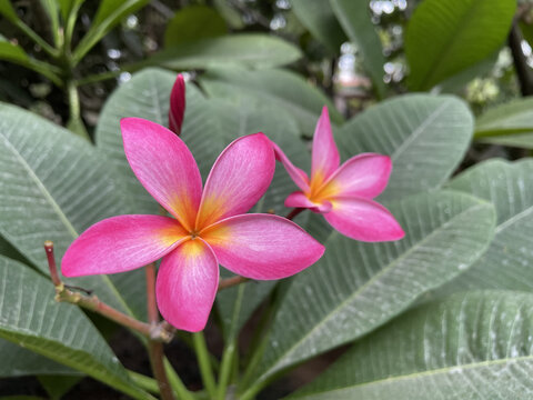 鸡蛋花