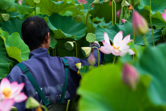 采莲人