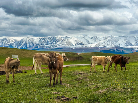 雪山草原牛群