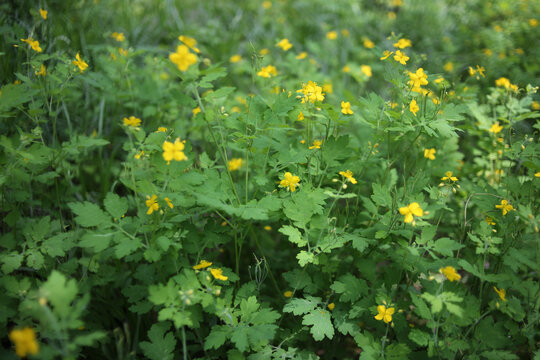 绿色草地里许多黄色的小花朵