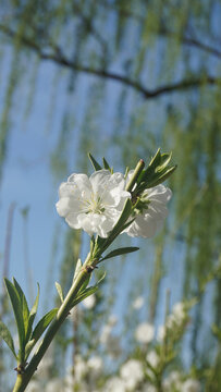 樱花特写