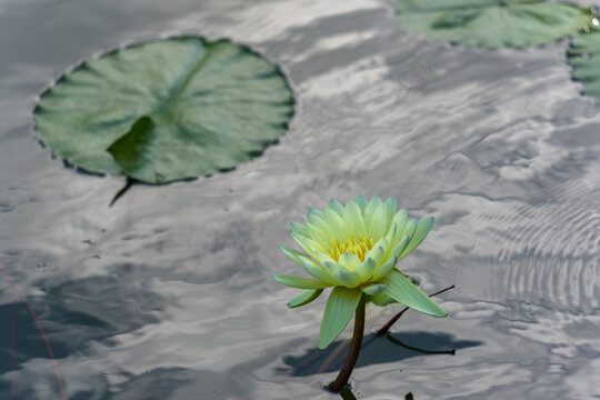 夏季池塘中盛开的睡莲花