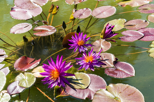 夏季池塘中盛开的睡莲花