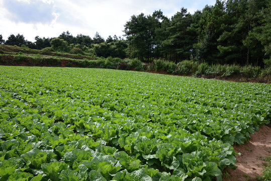 山地白菜