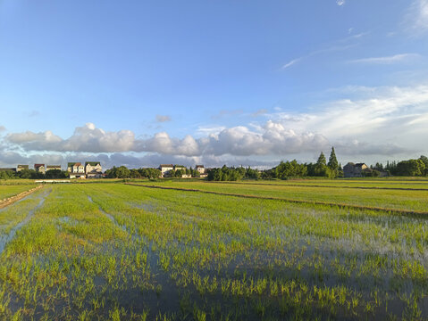 夏日乡村稻田