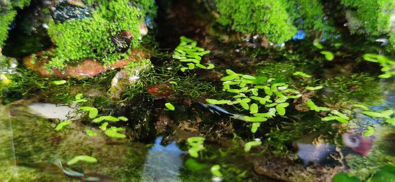 微缩山水盆景