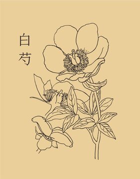 白芍