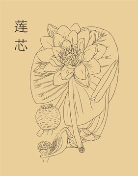 莲芯