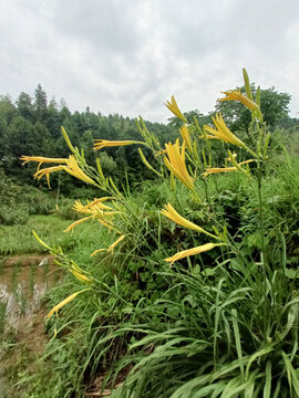 黄花菜