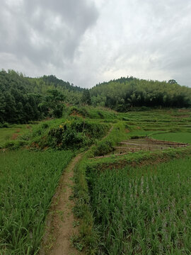 田间小路