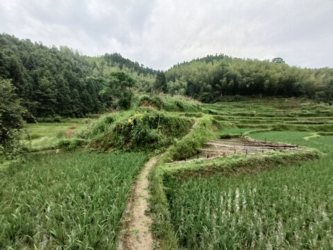 田野秧苗