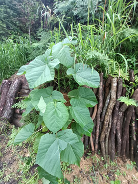 柴垛野草