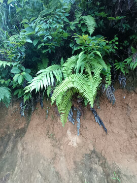 暴雨水土流失