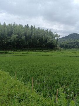水稻竹林