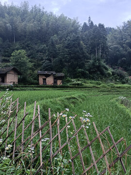 篱笆田野