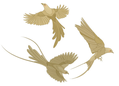 喜鵲插畫素材