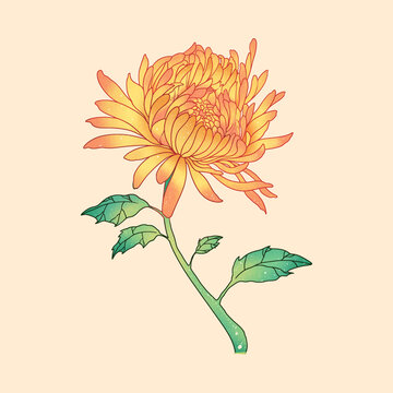 手繪菊花插畫