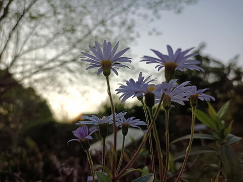 野菊花