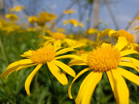 菊花