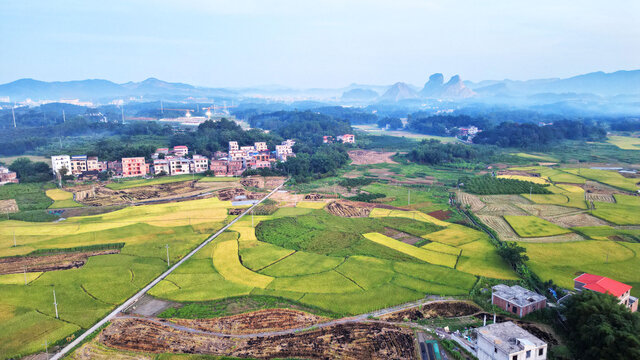 稻田丰收景