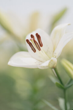 百合花