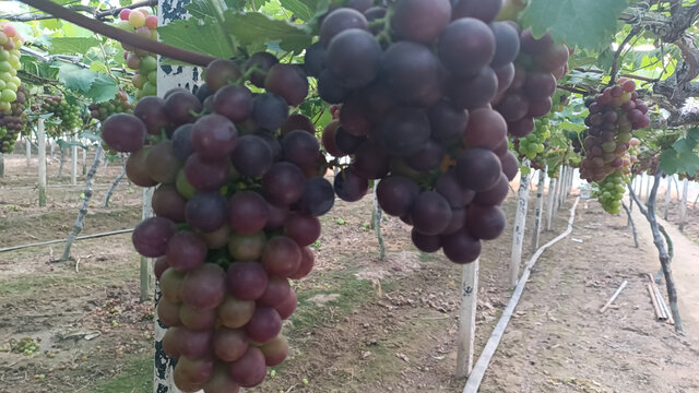高清葡萄园现场拍摄葡萄