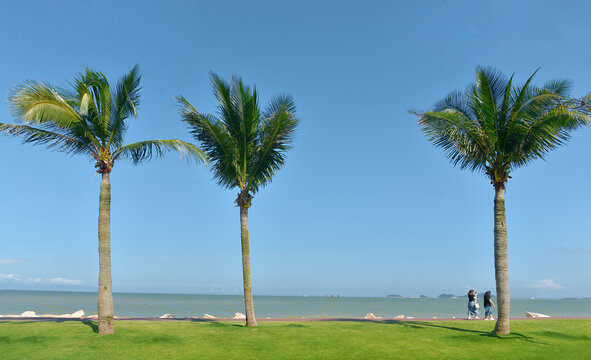 珠海野狸岛椰树