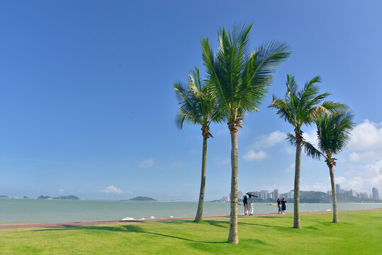 野狸岛椰树