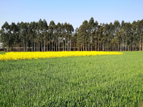 麦田