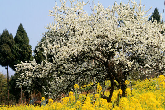 李树开花