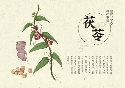 插畫手繪中藥材茯苓設計排版