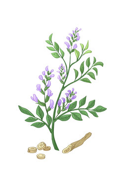 插畫手繪中藥材甘草