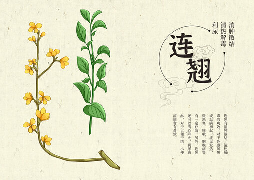 插畫(huà)手繪中藥材連翹設(shè)計(jì)排版